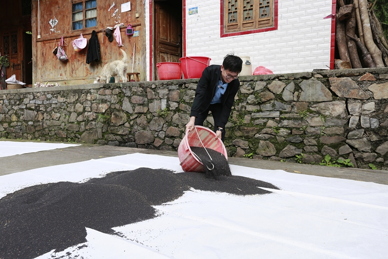 仇輝幫村民晾曬油菜籽。倪少環攝