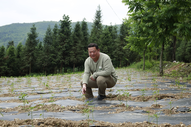莫浩洋查看辣椒長勢。倪少環攝