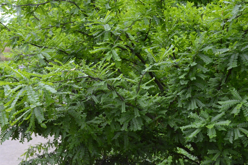 貓場鎮皂角樹。劉榮江攝