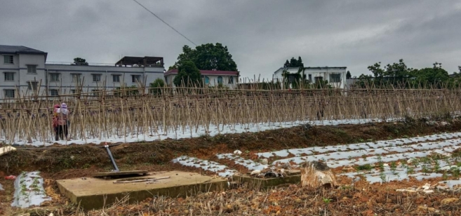 雙堡鎮田野上的“竹竿編插支架法”。