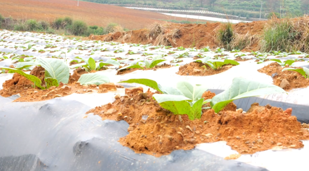 黃臘鄉烤煙大田。