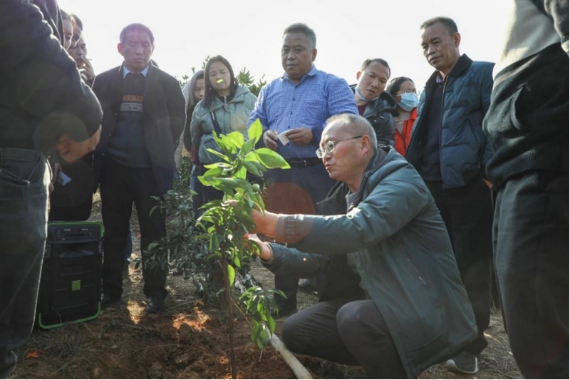 吳傳明在田間做技術指導。