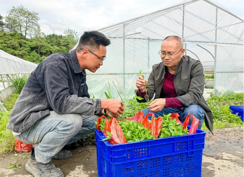 吳傳明在田間做技術指導。