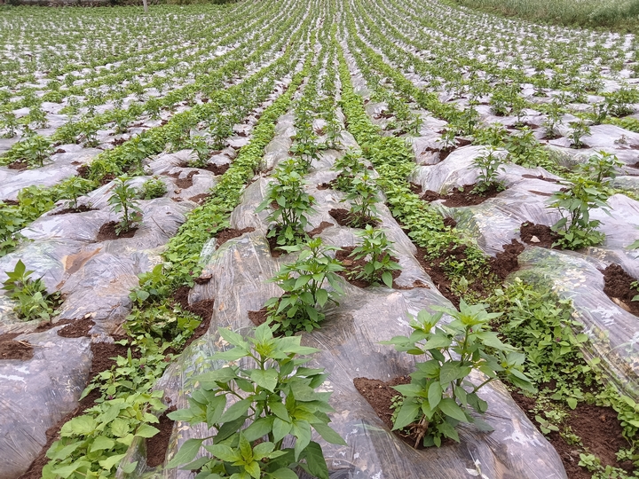 3赫章縣羅州鎮海源村辣椒苗長勢茂盛 江雪 攝.jpg