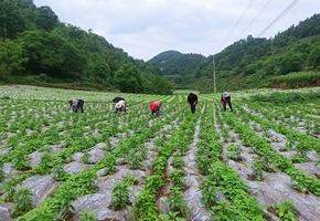 貴州省赫章縣7萬畝辣椒種植完成