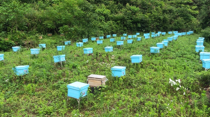 苗疆蜂業蜜蜂養殖基地。