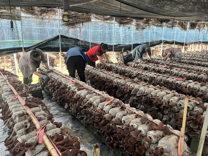 黃背木耳產業蓬勃發展。