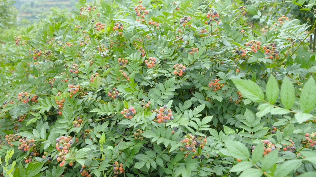 舊州鎮羅官村黃柏。