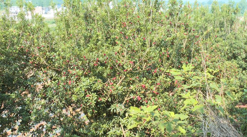 圖為普定縣馬場鎮的楊梅種植基地。