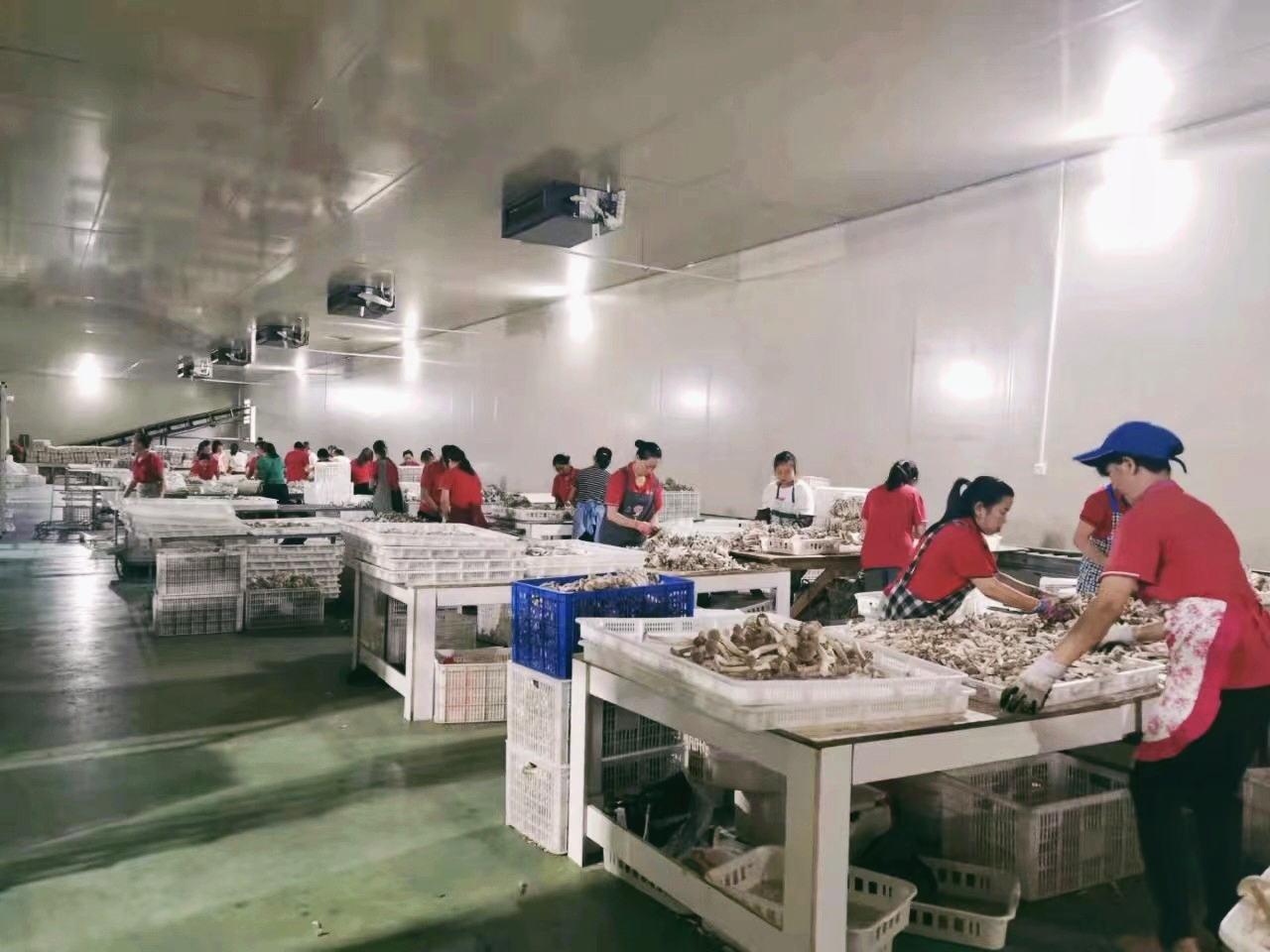 農行貴陽分行支持的貴州電商云食用菌分揀車間。