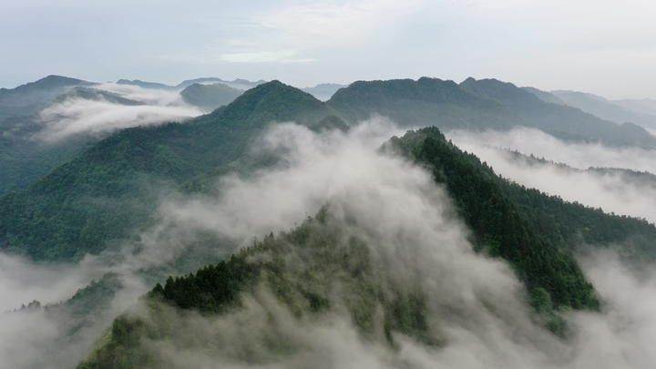 1、習水大坡飛鴿林場，云霧繚繞山巒間，森林茂密成天然避暑氧吧 。習水縣融媒體中心供圖.jpg