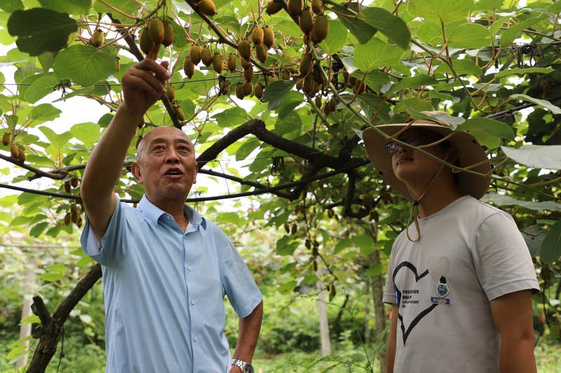 獼猴桃林下養蚯蚓 生態與發展雙贏。