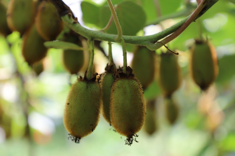獼猴桃林下養蚯蚓 生態與發展雙贏。
