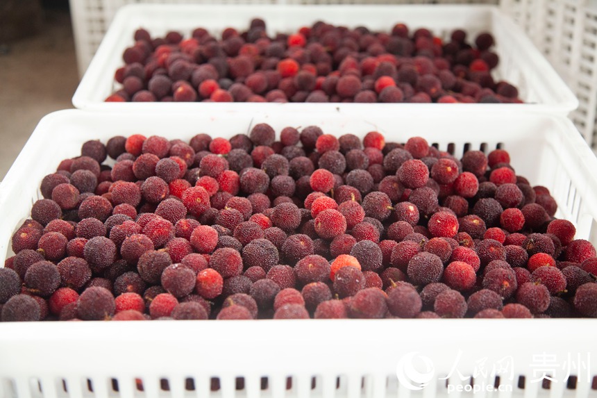 阿栗村楊梅進入采摘期。人民網 龍章榆攝