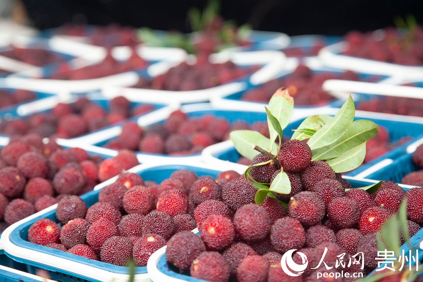 阿栗村楊梅進入采摘期。人民網 龍章榆攝