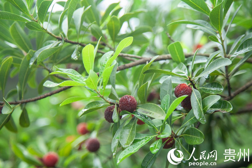 阿栗村楊梅進入采摘期。人民網 龍章榆攝