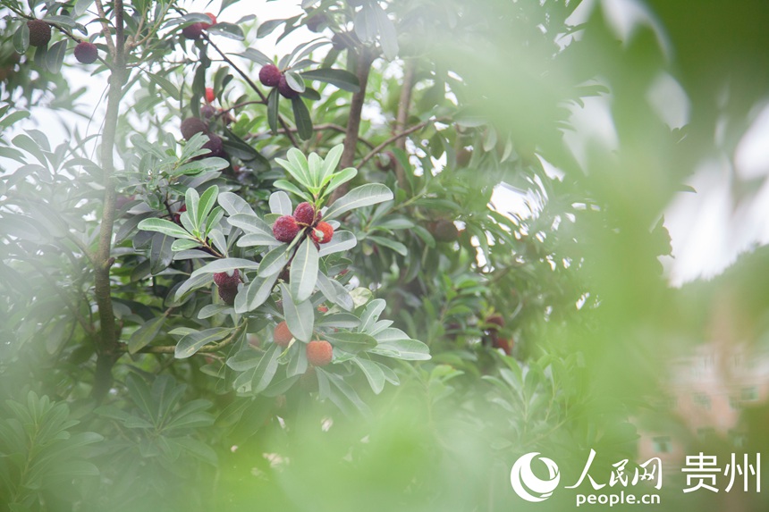 阿栗村楊梅進入采摘期。人民網 龍章榆攝