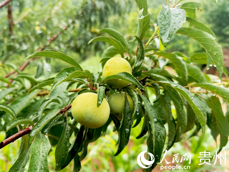 色澤金黃的蜂糖李。人民網記者 王秀芳攝