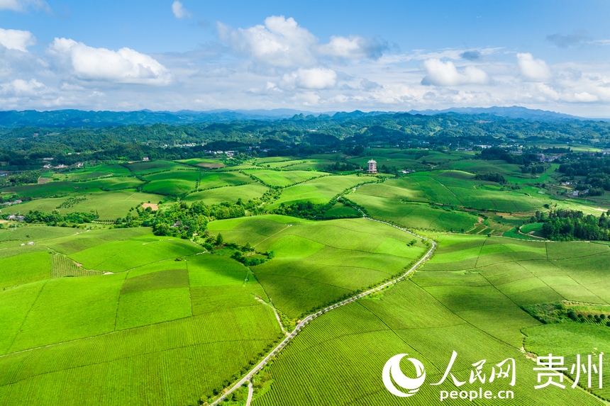 航拍貴州省遵義市湄潭縣萬畝茶海景區。人民網記者 涂敏攝