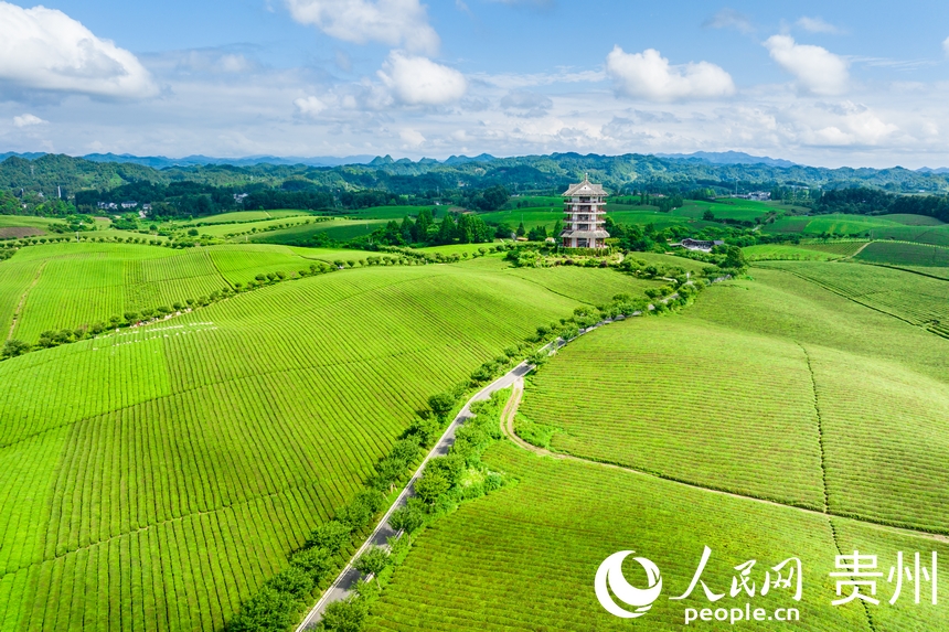 航拍貴州省遵義市湄潭縣萬畝茶海景區。人民網記者 涂敏攝