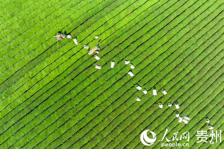 茶農在茶園內收茶。人民網記者 涂敏攝