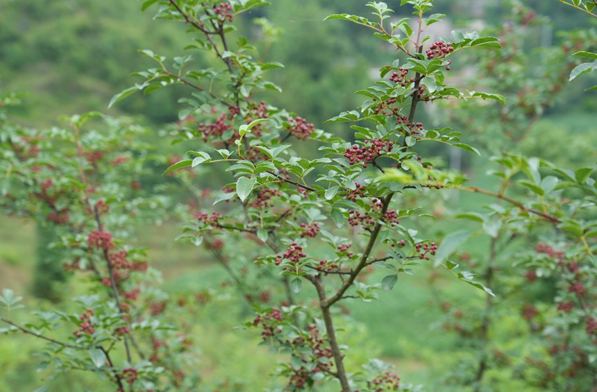 2025年6月18日，貴州省畢節市納雍縣樂治鎮沙子沖社區花椒種植基地，綴滿枝頭的花椒。 楊英攝
