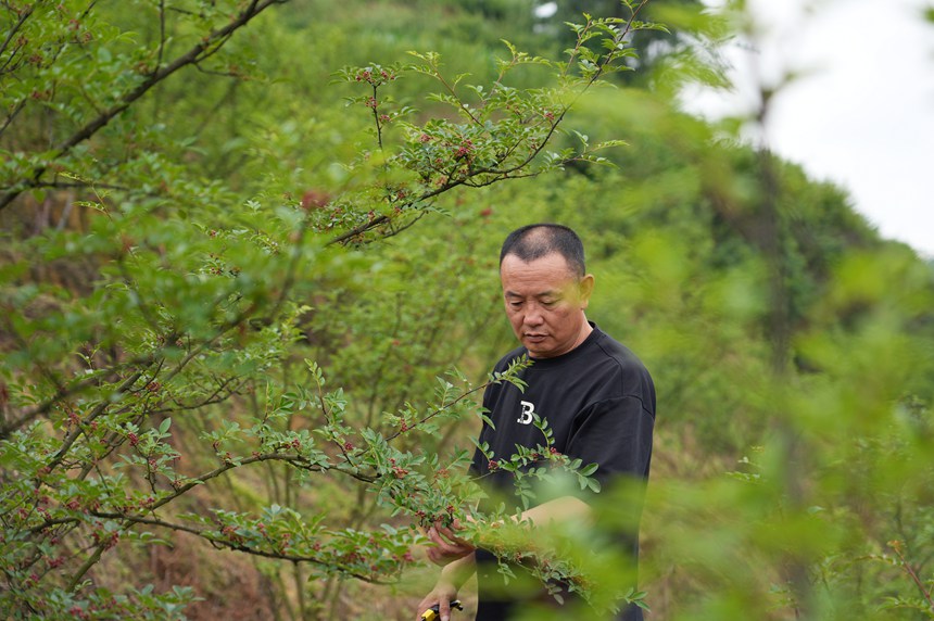 基地負責人在察看花椒成熟度。楊英攝