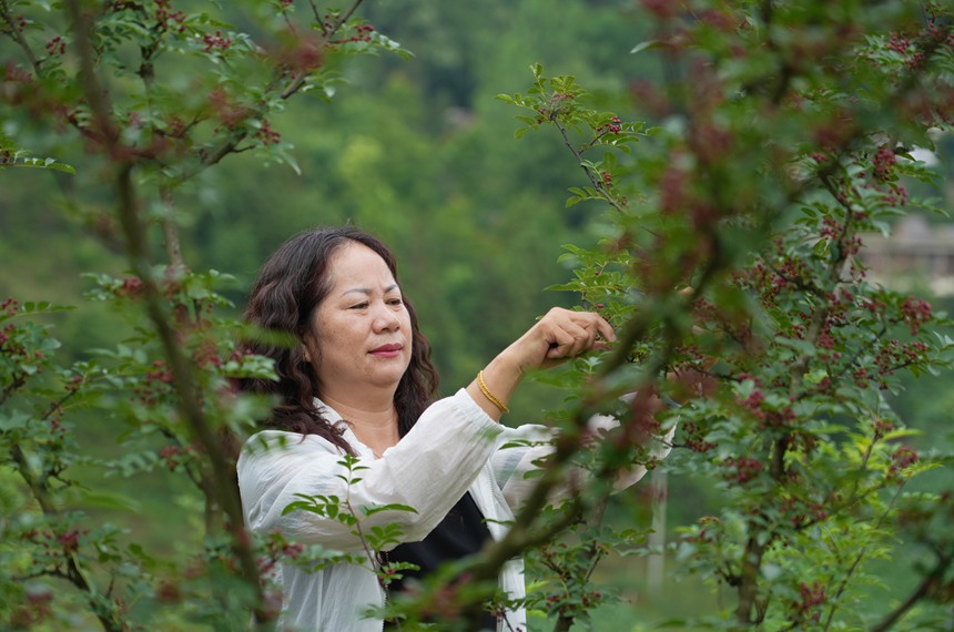 村民在采摘花椒。
