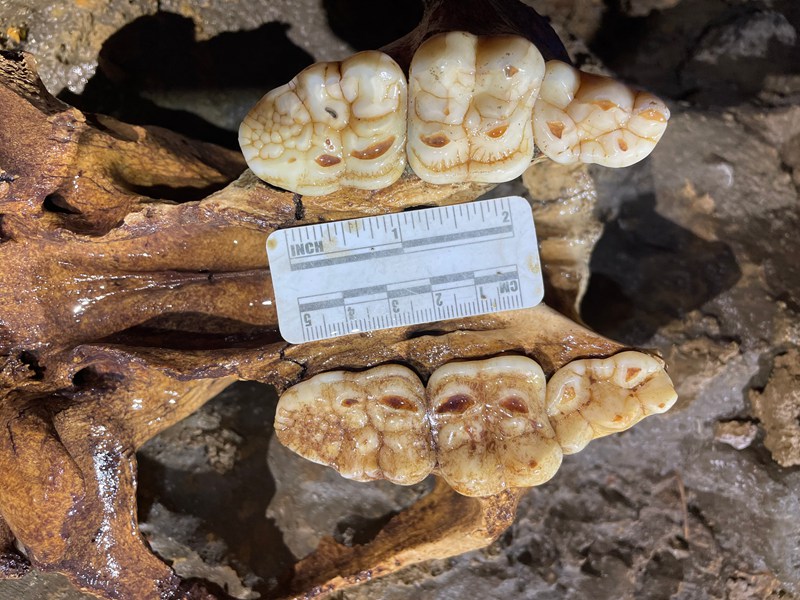 圖為發現的熊貓化石。綏陽縣融媒體中心供圖