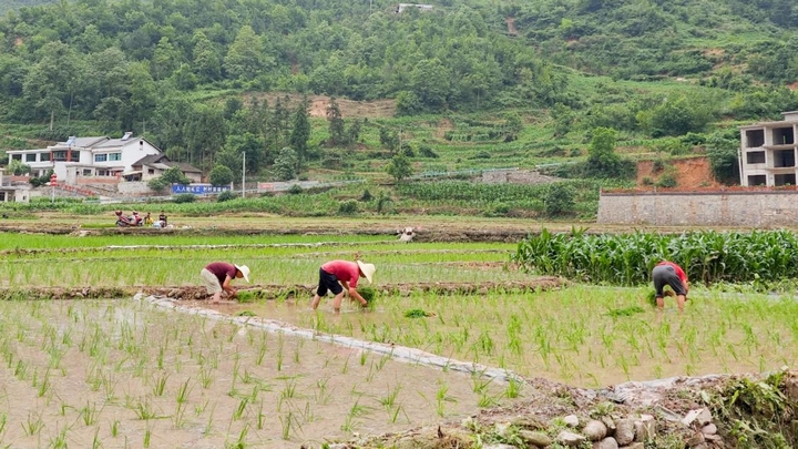 西山鎮鹿窩村村民參加水稻插秧.jpg