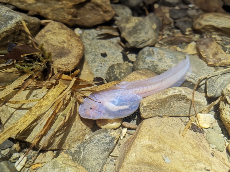 雙河洞國家地質公園的洞穴生物“透明的魚”。貴州省林業局供圖