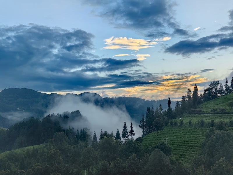 云霧繚繞的生態環境。