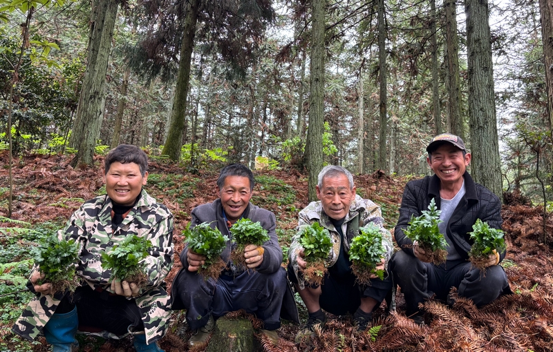 高寨鄉杠寨林場務工群眾正在拔黃連苗。