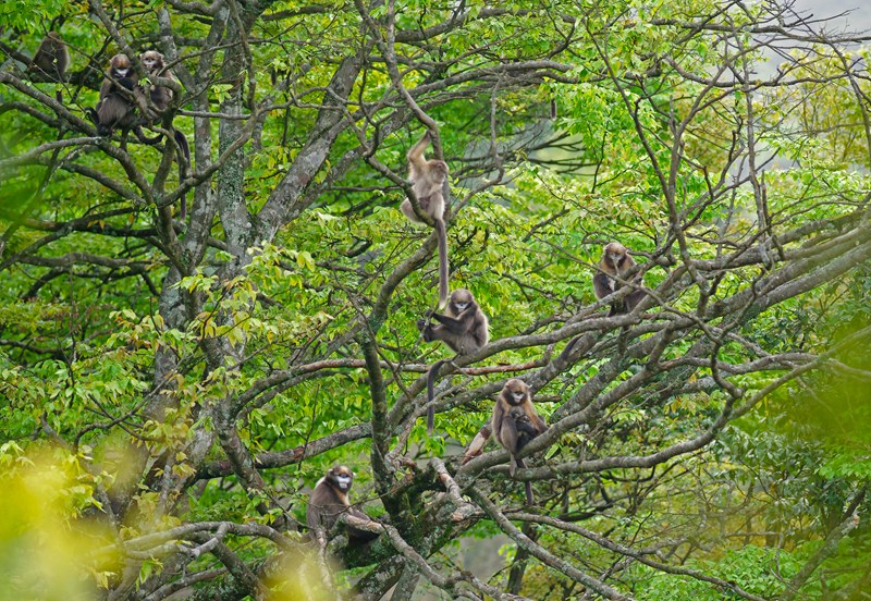 黔金絲猴。何雄周攝