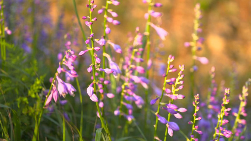 黃昏下的玉簪花。李杰攝