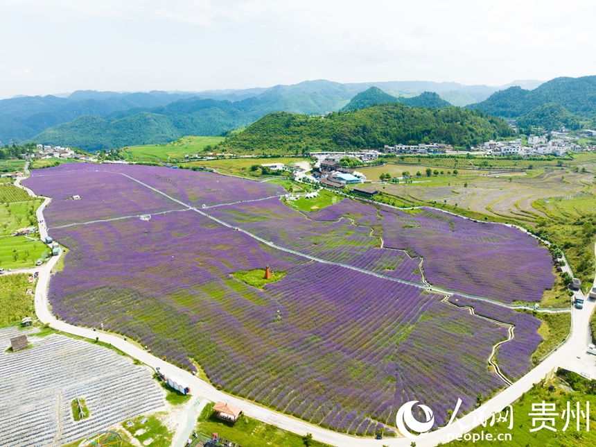 航拍高坡馬鞭草花海。人民網 陽茜攝