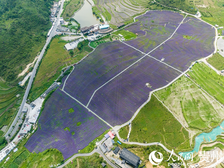 航拍高坡馬鞭草花海。人民網 陽茜攝