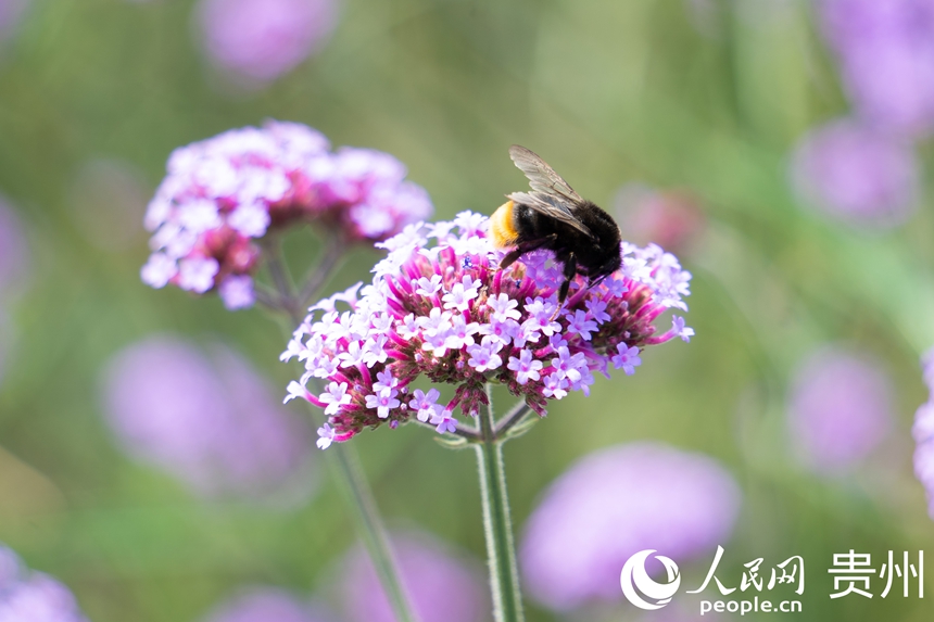 盛放的馬鞭草。人民網 陽茜攝
