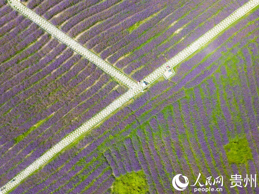 航拍高坡馬鞭草花海。人民網 陽茜攝