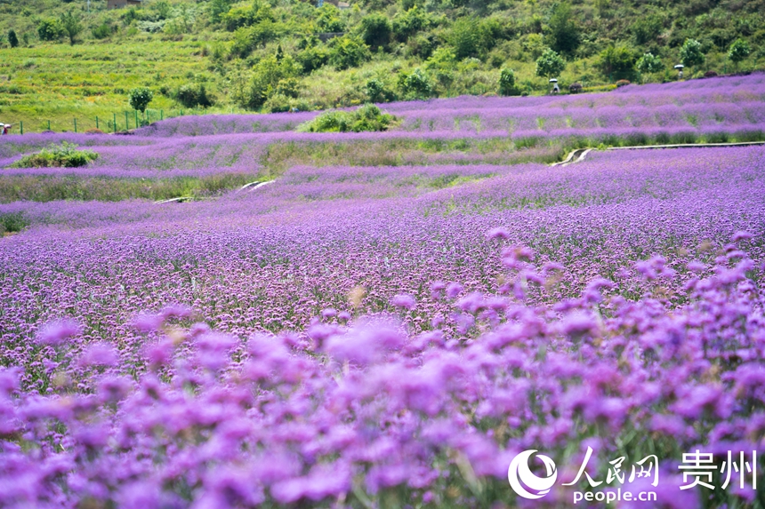 面積約300畝的高坡馬鞭草花海。人民網 陽茜攝