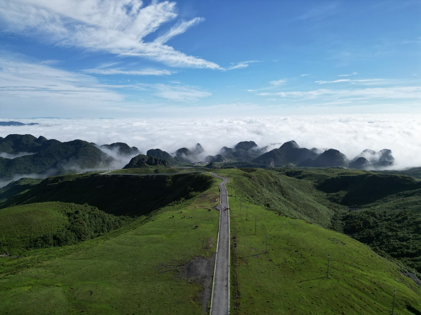 7月6日，牧群在貴州省畢節市赫章縣阿西里西大草原覓食。尹生浪攝