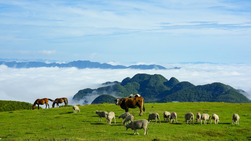 7月6日，牧群在貴州省畢節市赫章縣阿西里西大草原覓食。張榮升攝