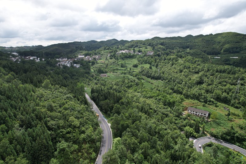 七星關區白馬山7萬余畝的國有林場內森林茂密。