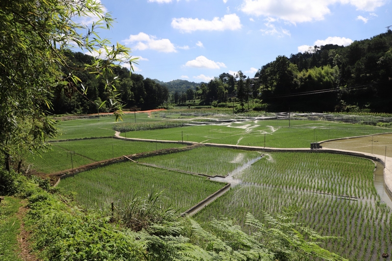 巖鷹山村稻田一角。