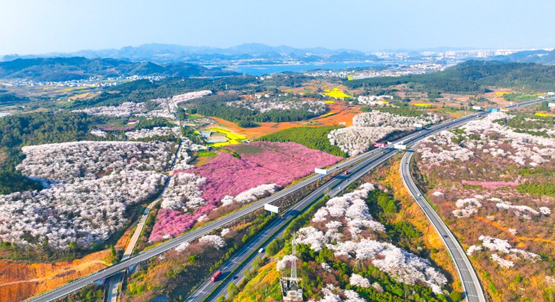 貴陽清鎮市紅楓湖畔 櫻花爛漫。