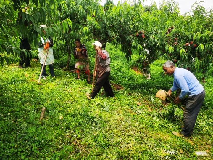 赫章縣達依鄉蜜桃基地工人在管護桃林。唐興堯攝.jpg