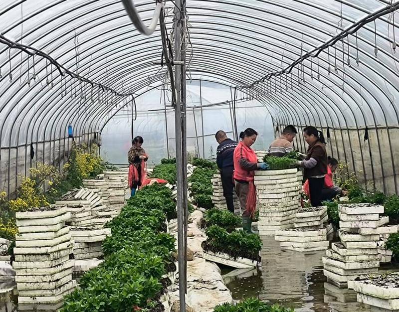 零工人員在種植基地務工。