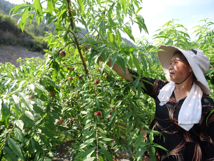 松桃普覺鎮：累累碩果掛枝頭 果香四溢富鄉親。