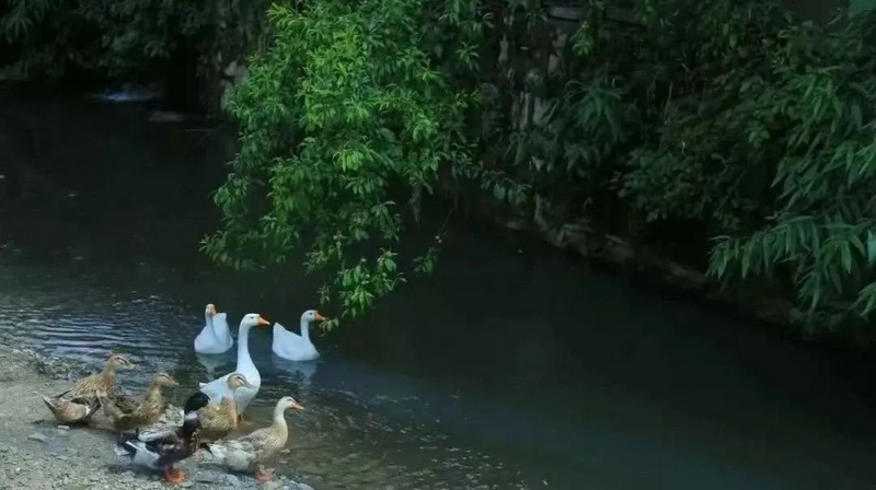 高山深處的“靜”界。
