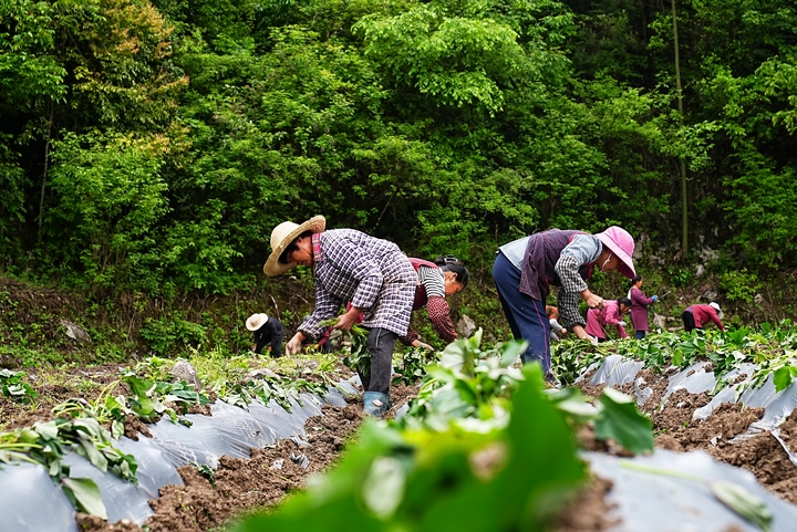 思南縣經開區紅薯產業園。